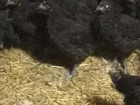 Chickens — الصورة 1