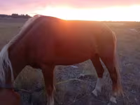 Cavalo, Cavalos — foto 1