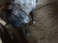 Qoç, Qoyunlar — foto 1