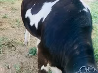 Kuh, Simmental cattle — Foto 2