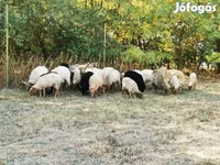 Ovelha, Racka sheep — foto 2