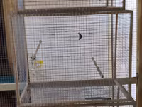 Qefesler tutuqusu,bulbul,amadin saxlamqcun,ucdene qefesi var ucunde — photo 2