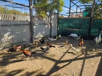 Ayam Ketawa — 1-rasm