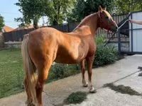 Kobyła, Haflinger — zdjęcie 3
