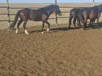 At, New Altai Horse — foto 3