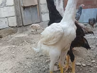 Chickens — photo 6