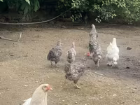 Slovenian Barred Hen — photo 2