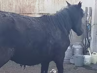 Кобила, Horse breed — фото 4
