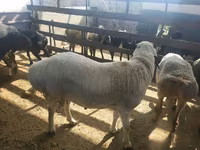 Qoç, Suffolk sheep — foto 4