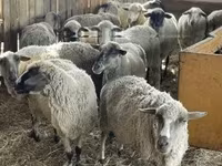 मेढ़ा, White Suffolk sheep — फ़ोटो 3