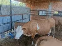 Krowa, French Simmental cattle — zdjęcie 3