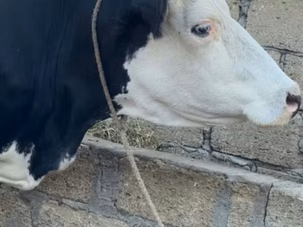 İnək, Qırmızı-ləkəli cins