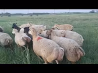 نعجة, الأغنام — الصورة 6