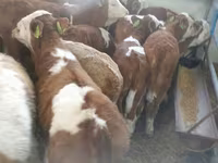 Bulle, Simmental cattle — Foto 2