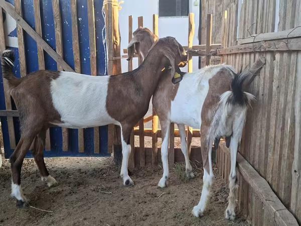 Dişi keçi, Nubian Goat