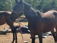 Égua, Nonius horse — foto 8