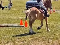 घोड़ा, Haflinger — फ़ोटो 5