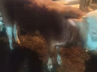 Bull, Simmental cattle — photo 1