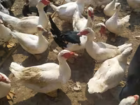 Ducks — Foto 4