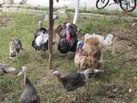 Turkeys — foto 5
