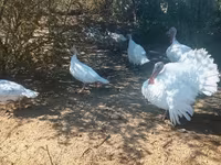 Geniş Sinəli Ağ — foto 1