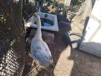Geese — foto 2