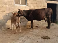 İribuynuzlu mal-qara (partiya, cinsi göstərilməyib), Mal-qara — foto 2