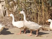 Geese — फ़ोटो 2