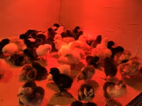 Chickens — फ़ोटो 3