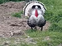 Geniş Sinəli Ağ — foto 3