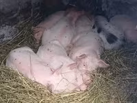 Kanec, Prasata — foto 2