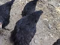 Chickens — photo 2