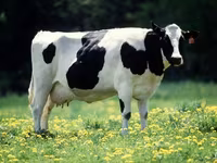 Buğa, Simmental cattle — foto 2
