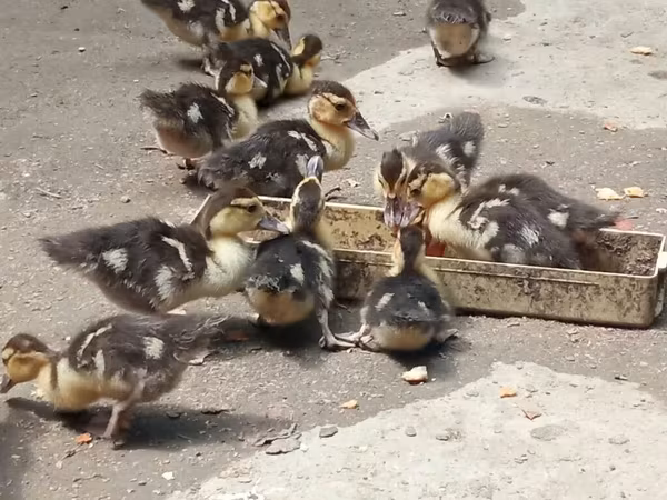 Ducks