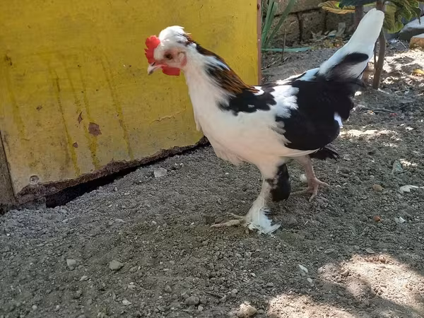 Japanese Bantam