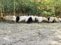 母羊, Racka sheep — 照片 1