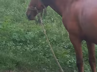 Horse (M), Horses — photo 5