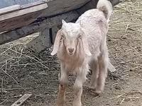 Keçi, Damask goat — foto 1