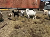 Koza, Saanen goat — foto 1