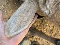 Oveja, Arashan sheep — foto 8