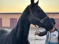 Toychoq, Akhal-Teke — 4-rasm