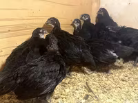 Australian Pit Game fowl — photo 6