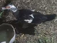 Ducks — foto 2