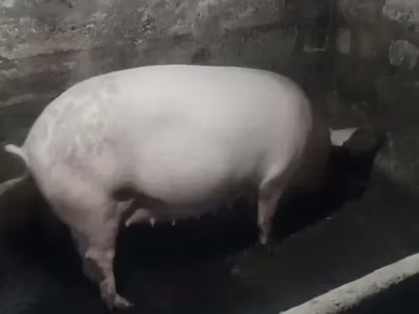 Säue, Крупная белая