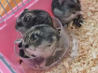 Cırtdan hamsterlər və tam avadanlıqlı qəfəs dəsti 2 qəfəs böyük və — 照片 1