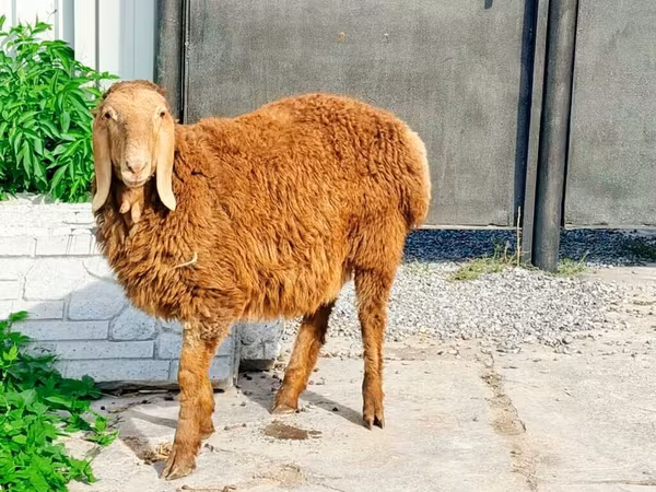 मेढ़ा, Hissar sheep