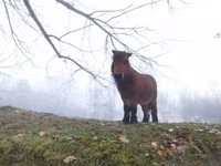 Caballo, Caballos — foto 3