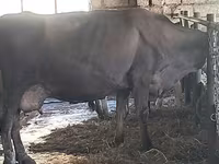 İnək, Swiss cattle — foto 6