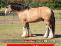 At, Gypsy horse — foto 1