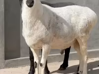 Ram, Rhon sheep — photo 3